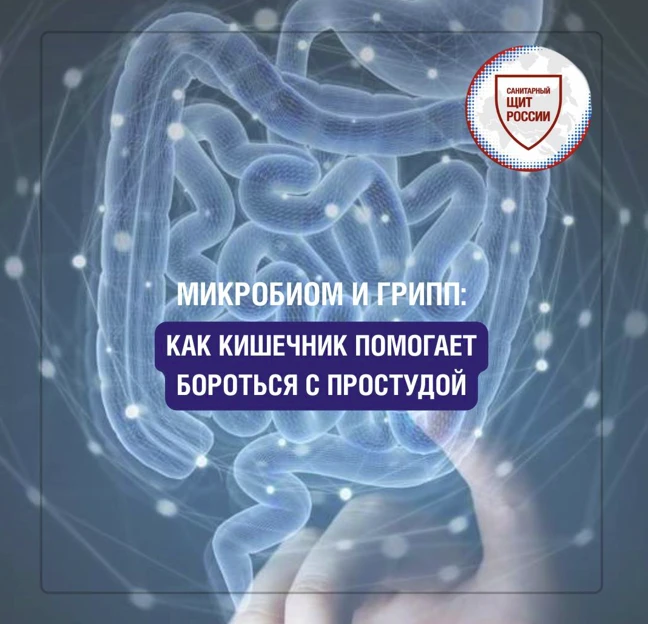Как кишечник помогает бороться с простудой