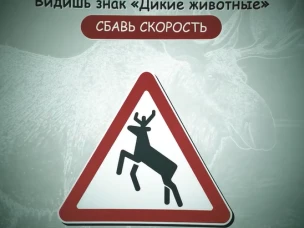 Лоси на дороге — опасность, к которой лучше быть готовым