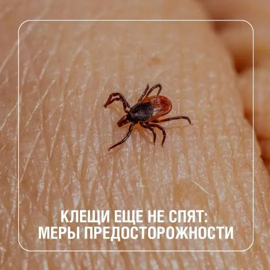 Клещи еще не спят: меры предосторожности