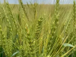 Передовой опыт аграриев городского округа был представлен на ежегодном «Дне поля»