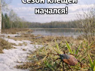 В Нижегородской области начался сезон активности клещей