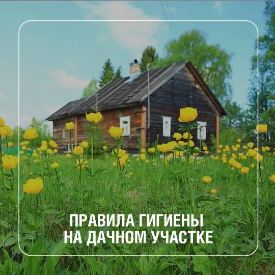 Основные правила гигиены, которые помогут сделать отдых за городом безопасным