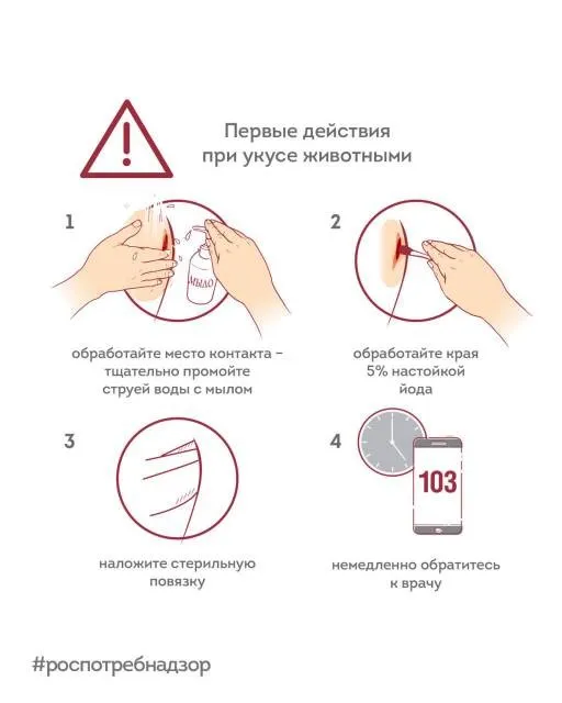 Роспотребнадзор делится рекомендациями по профилактике бешенства