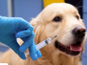 Прививки питомцам от бешенства