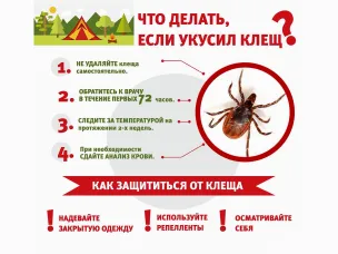 В самом разгаре сезон активизации клещей