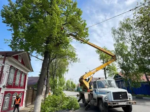 Молодо-зелено! На ул. Коммунистов высадят почти 150 новых деревьев и кустарников