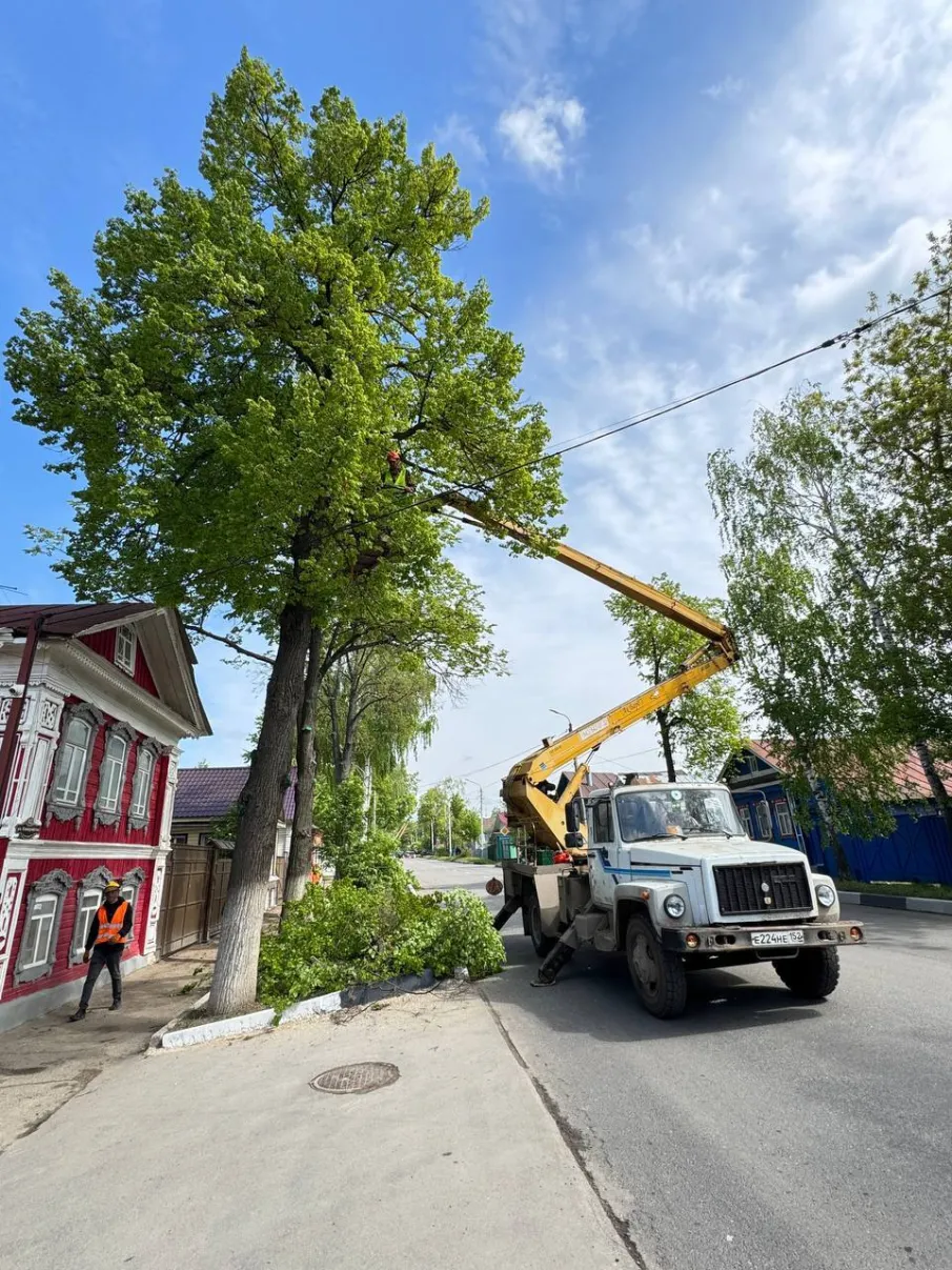Молодо-зелено! На ул. Коммунистов высадят почти 150 новых деревьев и кустарников