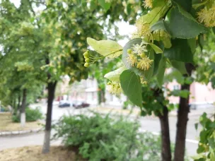 На улице Коммунистов высадят липы, виргинскую черемуху и кизильник