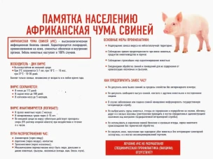 Памятка населению — Африканская чума свиней