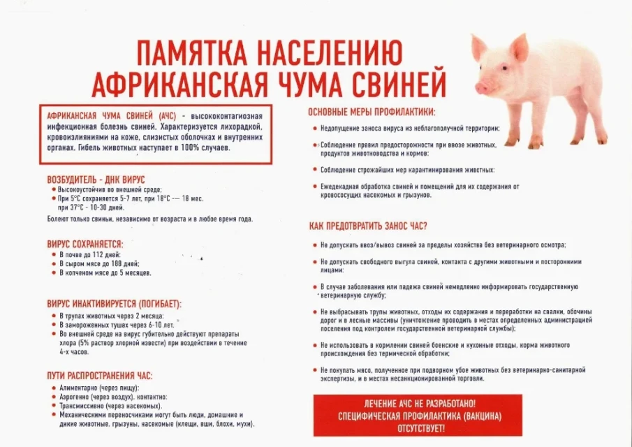 Памятка населению — Африканская чума свиней