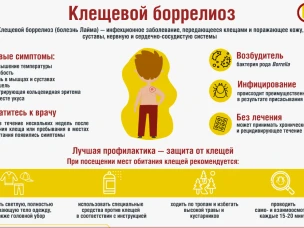 Что такое клещевой боррелиоз